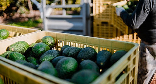 Oportunidades logisticas del aguacate