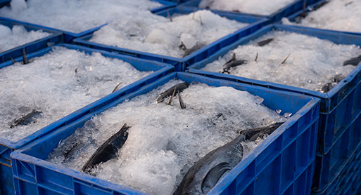 alimentos refrigerados